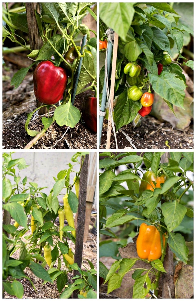 Pickled Peppers - A Family Feast