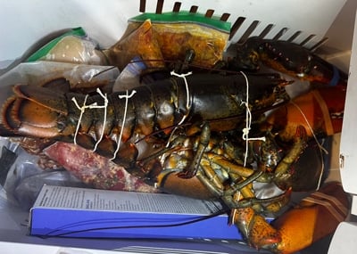 Lobsters In The Freezer for Lobster Thermidor